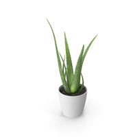 Aloe Pot Plant PNG & PSD Images