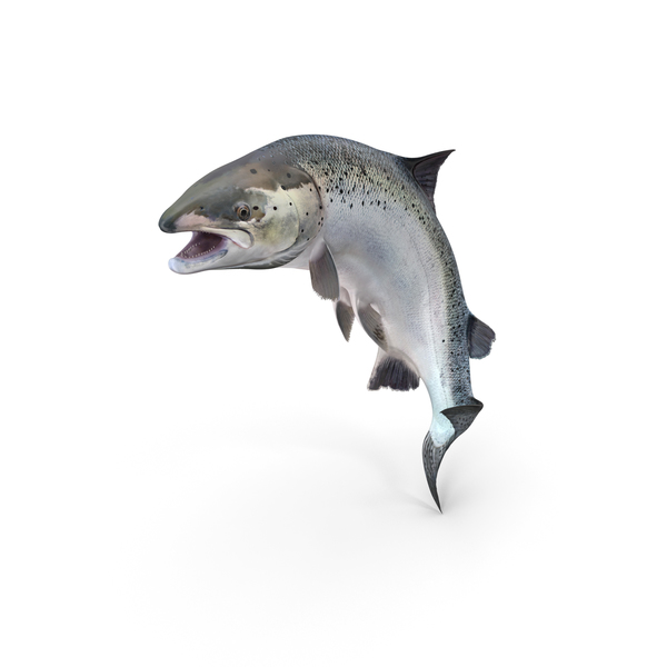 大西洋鲑鱼跳姿势PNG和PSD图像