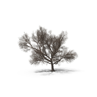 Big Bare Tree PNG & PSD Images