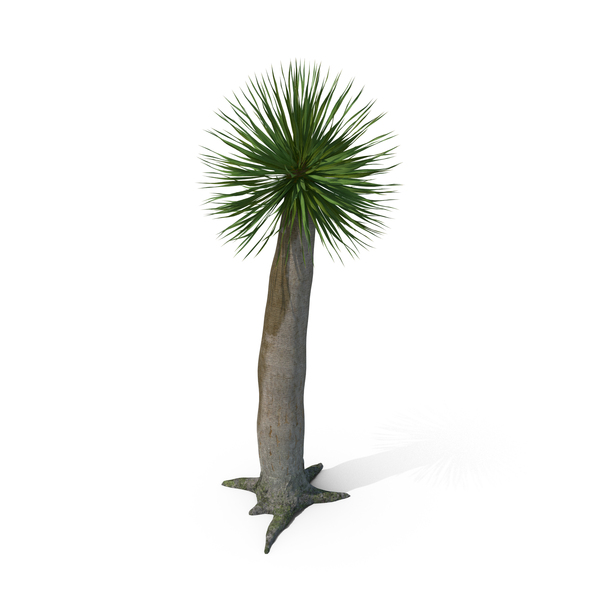 Dragon Blood Tree Young PNG & PSD Images