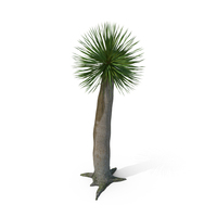 Dragon Blood Tree Young PNG & PSD Images