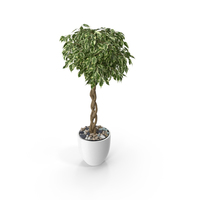 Ficus Benjamina Variegated Tree in Pot PNG & PSD Images