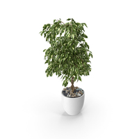 Ficus Benjamina Variegated Weeping Fig PNG & PSD Images