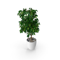 Ficus Benjamina Weeping Fig in Pot PNG & PSD Images