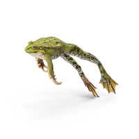 Frog Jumping Pose PNG & PSD Images