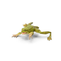 Froglet PNG & PSD Images