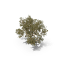 Green Tabebuia Avellanedae Tree PNG & PSD Images