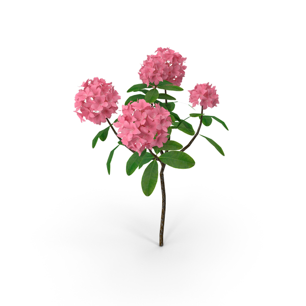 Pink Rhododendron Flowers PNG & PSD Images