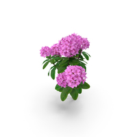 Purple Rhododendron Branch PNG & PSD Images