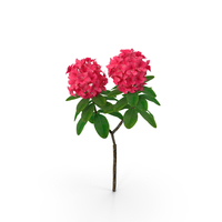 Red Rhododendron Flower PNG & PSD Images