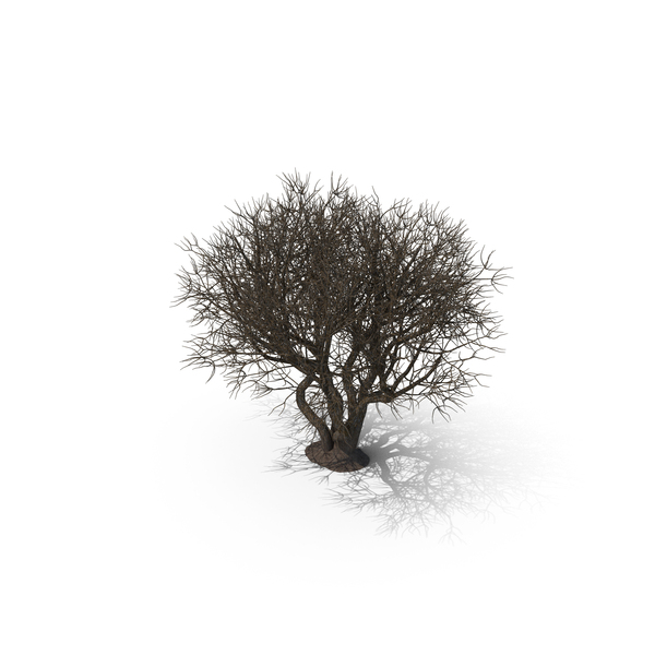 Rhododendron Bark Tree PNG & PSD Images