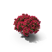 Rhododendron Red Tree PNG & PSD Images