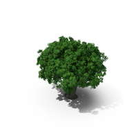 Rhododendron Tree Foliage PNG & PSD Images