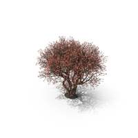 Rhododendron With Twigs PNG & PSD Images