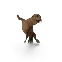 Sea Lion Baby Swimming Pose PNG & PSD Images