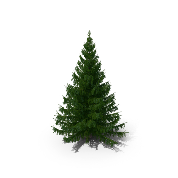 Serbian Spruce PNG & PSD Images