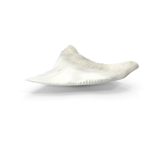 Shark Teeth Carcharodon Angustidens PNG & PSD Images