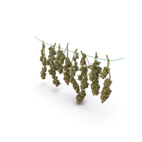 Cannabis Branches Hanging on Line PNG & PSD Images