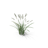 Feather Grass Reed 001 - PBR 4K PNG & PSD Images