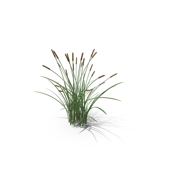 Feather Grass Reed 002 - PBR 4K PNG & PSD Images