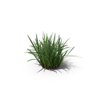 Grass Cluster 003 - PBR PNG & PSD Images