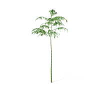 Single Branch Bamboo Tree PNG & PSD Images