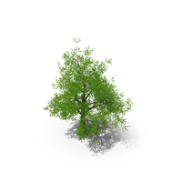 Tree 001 PNG & PSD Images