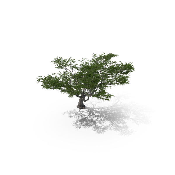 Tree 003 (African Acacia) PNG & PSD Images