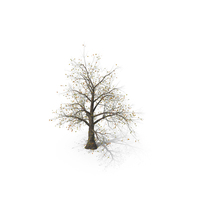 Tree 003 (Fall) PNG & PSD Images