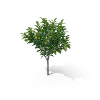 Small Lemon Tree PNG & PSD Images