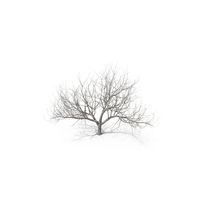 Small Winter Tree PNG & PSD Images