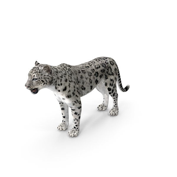 Snow Leopard PNG & PSD Images