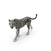 Snow Leopard Walking Pose PNG & PSD Images