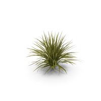 Palm Leaves PNG & PSD Images