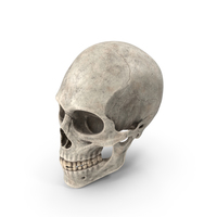Skull PNG & PSD Images