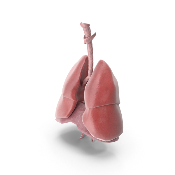 Lungs and Diaphragm Respiratory System PNG & PSD Images