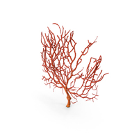 Gorgonian Sea Fan PNG & PSD Images