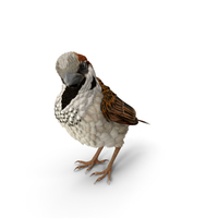 Sparrow Standing Pose PNG & PSD Images