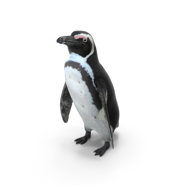 非洲企鹅PNG和PSD图像