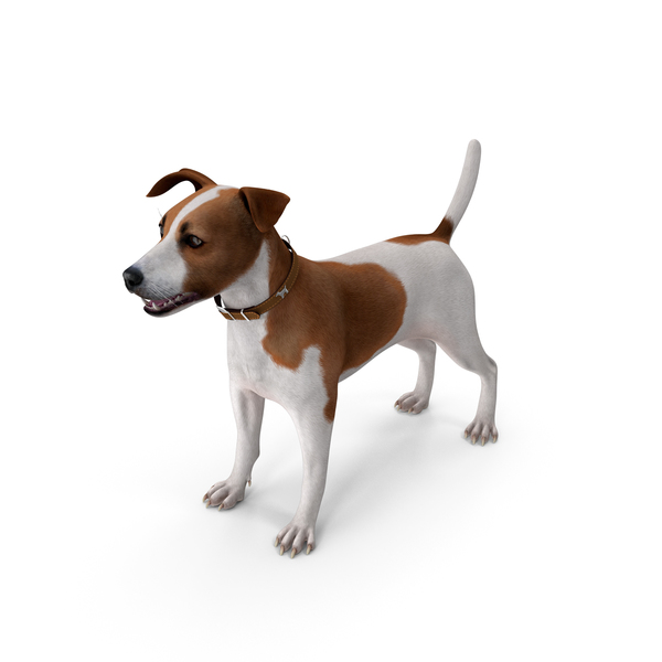 Spotted Jack Russell Terrier PNG & PSD Images