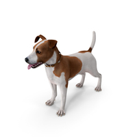 Spotted Jack Russell Terrier Attention Pose PNG & PSD Images
