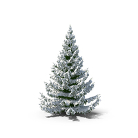 Spruce Tree Covered with Snow PNG & PSD Images