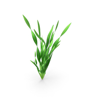 Straight Vallisneria Aquarium Plant PNG & PSD Images
