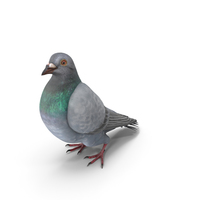 Pigeon Folded Wings PNG & PSD Images