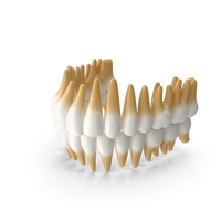 Teeths Medical Model PNG & PSD Images