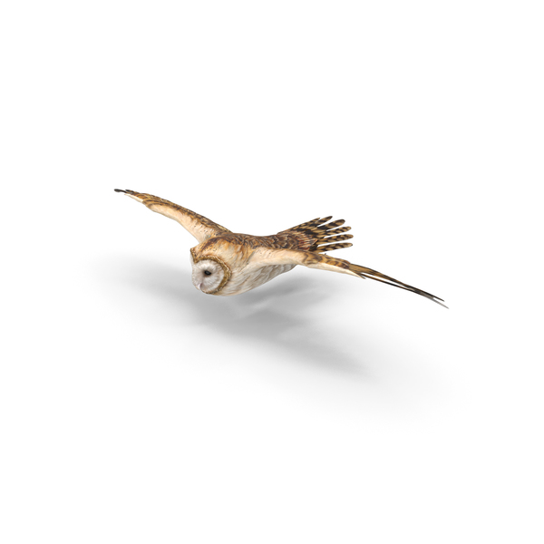 Owl Flying PNG & PSD Images