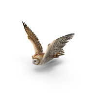 Owl Flying PNG & PSD Images