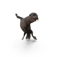 Wet Sea Lion Swimming Pose PNG & PSD Images