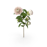 White Camellia Flower PNG & PSD Images
