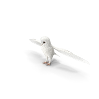 White Common Barn Owl PNG & PSD Images